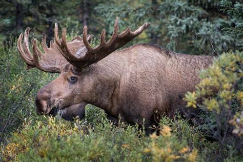 Moose Free Stock Photo Public Domain Pictures