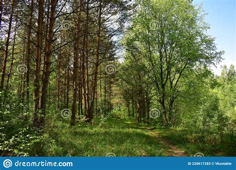 Slender Rows Of Trees In An Alley In A Pine Forest Green Grass Stock