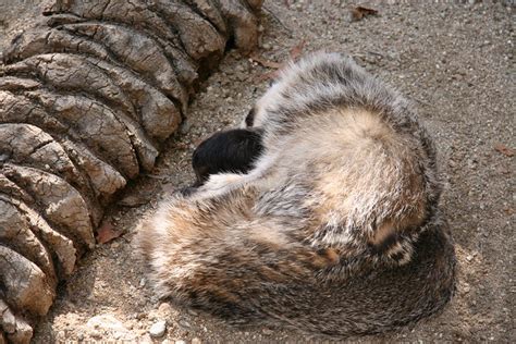 Sleeping Badger Flickr Photo Sharing