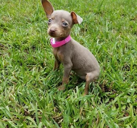 Miniature Pinscher Puppy For Sale Adoption Rescue For Sale In Rock