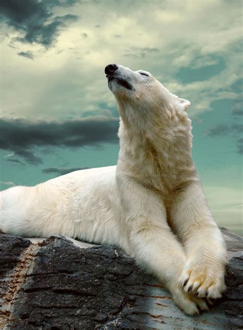 Art Love Animals Wild Polar Bear White Polar Bear