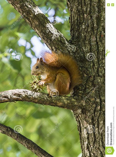 Squirrel Eat Hazelnut Sitting Stock Image Image Of Moss Rodent 77234117