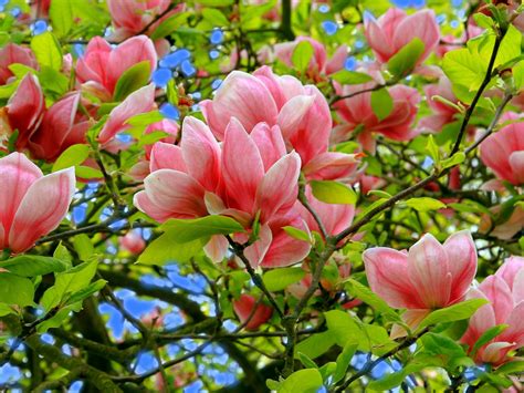Such as in our collection of. Magnolia Hd Photo And Desktop Wallpaper Flowers Images ...