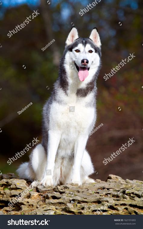 Portrait Of Siberian Husky Stock Photo 162191693 Shutterstock