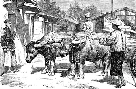 Ox Drawn Cart In Shanghai Photograph By Collection Abecasisscience