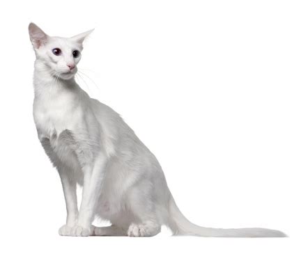 Cats all motors for sale property jobs services community pets. Available Balinese Kittens For Sale & Cats For Adoption
