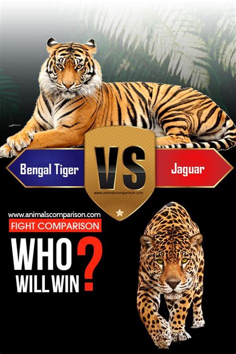 Comparación de lucha Tigre de Bengala contra Jaguar quién ganará