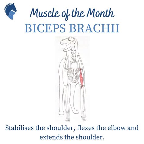 Muscle Of The Month Biceps Brachii