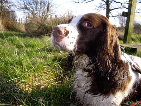 English Springer Spaniel Information - Dog Breeds at thepetowners
