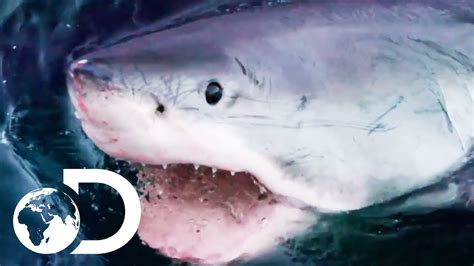 The Most Terrifying Great White Shark Encounters Shark Week 2019 Discovery Uk Go It