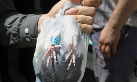 Iranian Police Seize Carrier Pigeons Used To Smuggle Drugs Iran The