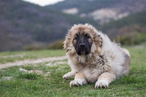 Caucasian Shepherd Dog Dog Breed Information American Kennel Club