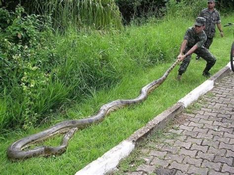 Green Anaconda The World Beating Length Of The Reticulated Python Has