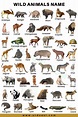 75+ Wild Animals Names In English With Pictures and Download Pdf ...