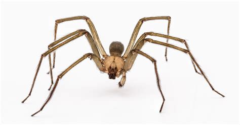 Spiders In Florida Series Brown Recluse Drive Bye Pest Exterminators