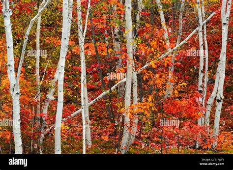 Maples In Autumn Color With Birch Trees Sudbury Ontario Canada Stock