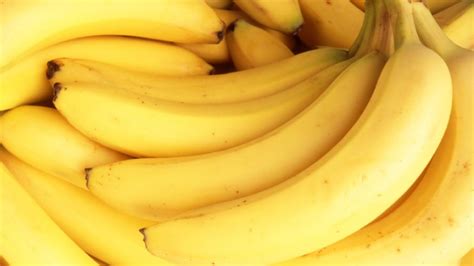 Are Bananas Going Extinct Panama Disease Threatens Fruit Study Dbtechno