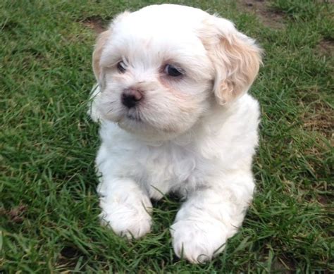 Xl maltese fully house and obidience trained, virgin looking for a new home. Outstanding Cute Fluffy MALSHI Puppies | Hornchurch, Essex | Pets4Homes