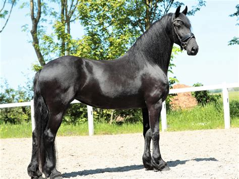 Natalia Friesian Horse For Sale