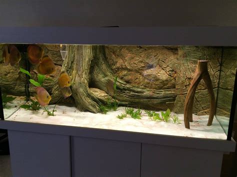 Planted aquarium step by step. Discus Aquarium - ARSTONE Aquarium Backgrounds