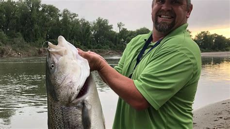 Giant 48 Inch Striped Bass Caught On The Sacramento River