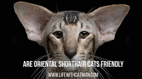 Oriental Shorthair A Cat That Everyone Talks About These Days Catman