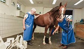 Das Tierarzt-Team unserer Tierklinik - Tierklinik Mitterndorf