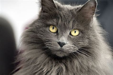 Cute Hair Lengths Long Haired Cat Breeds Grey