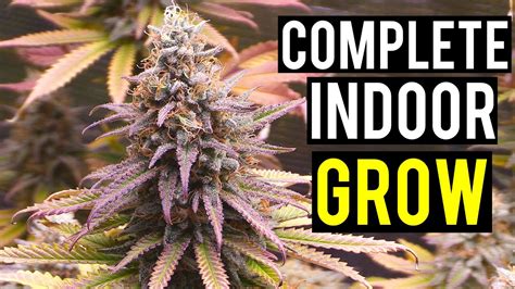 Seed To Harvest A Complete Indoor Cannabis Grow Youtube