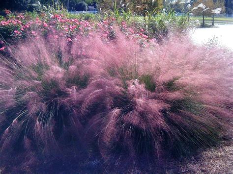 Pink Muhly Grass Native Muhlenbergia Capillaris In Full Fall Bloom