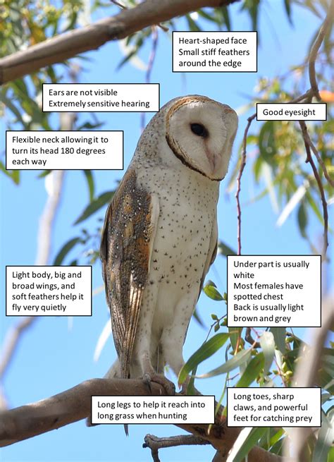 Best Pictures How Do Barn Owls Adapt To Their Environment Species In News Barn Owls Next