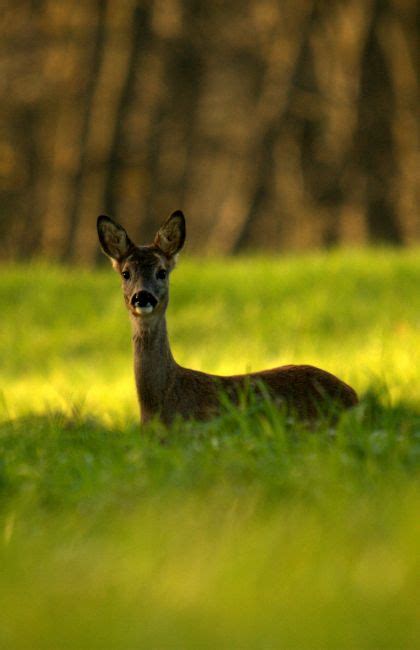 Mul updated with recognition guide: Zdjęcia: BIESZCZADY, bieszczady, sarna, POLSKA