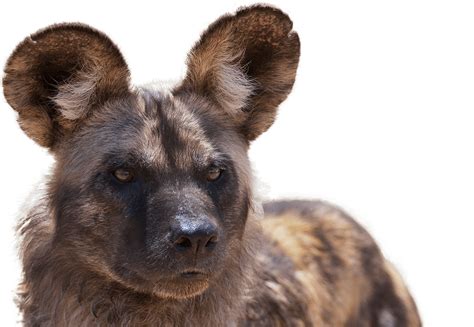 Painted dogs are native to africa, and aren't found in the wild anywhere else on the planet. African Painted Dog | National Zoo & Aquarium