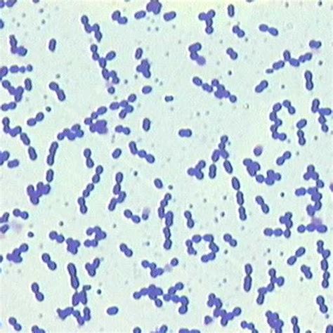 Enterococcus Faecium Fisiología Y Estructura