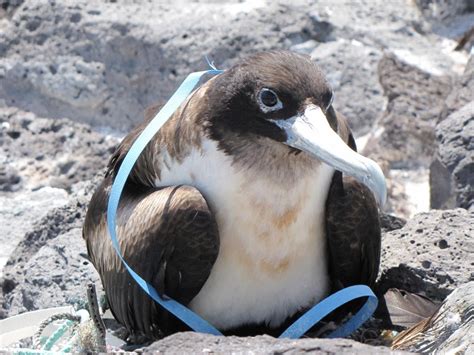 Study Confirms Plastics Threat To South Pacific Seabirds Lab Manager