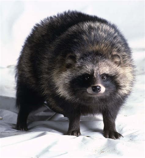 Raccoon Dog Facts History Useful Information And Amazing