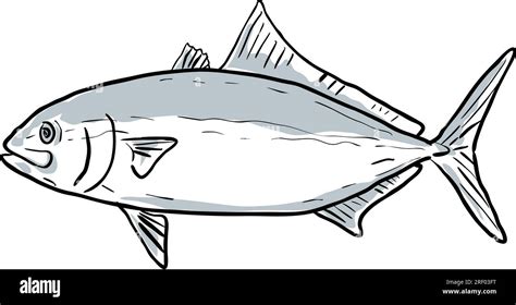 Cartoon Style Drawing Sketch Illustration Of A Banded Rudderfish Or