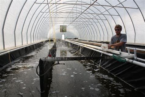 Gcrl Harvests About Pounds Of Shrimp Raised In Tanks Gulflive Com