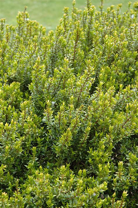 Dwarf Myrtle Myrtus Communis Compacta In Denver Centennial