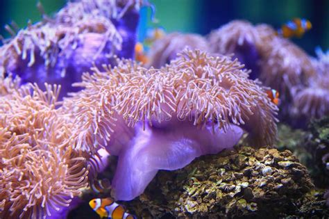 Colorful Sea Anemone Stock Photo Image Of Medusa Corals 56336860