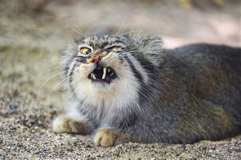 Gallery For Angry Pallas Cat Manul Cat Pallass Cat Cats