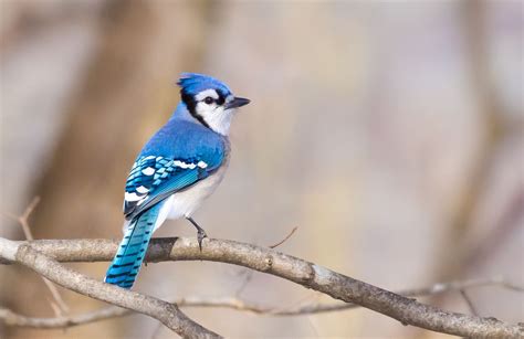 Blue Jay North American Birds Bob Innella Photography