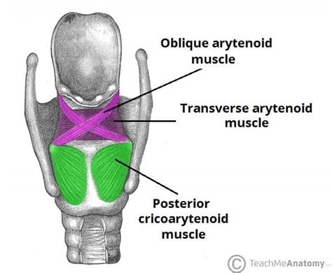 Muscles Of The Larynx Intrinsic Extrinsic Teachmeanatomy