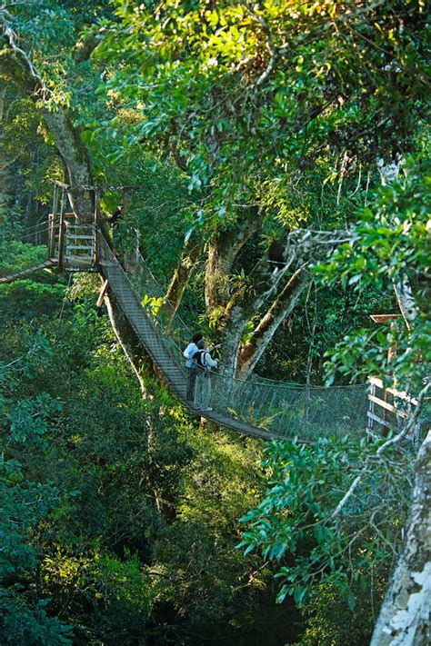 Canopy Walkaway Reserva Amazonica