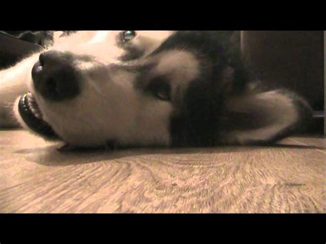Hudson The Alaskan Malamute Sex On Fire Cover With Mummy Youtube