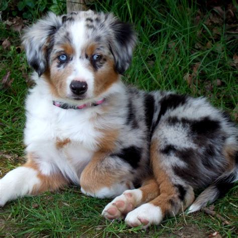 Aussies are smart, high energy, and require regular intense exercise. Miniature American Shepherd Info, Temperament, Puppies ...