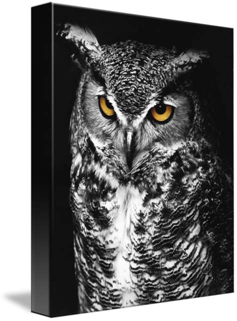 Great Horned Owl Spot Color Black And White By Jim Crotty Black And