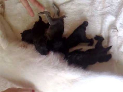 Some cats might be safe for the bunny, especially a mother cat whonhave just given birth to kittens or well behaven housecats who can be introduced to a new animal slowly… just don't leave them alone with the bunny. Surrogate mother cat feeding orphan baby bunnies - YouTube