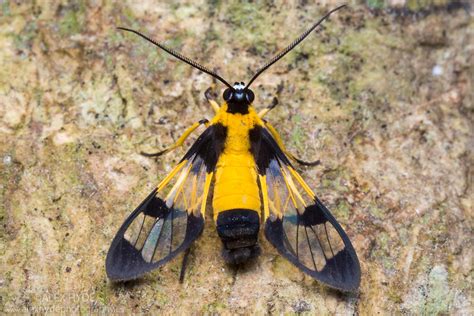 Clearwing Moth Loxophlebia Sp Costa Rica Alex Hyde