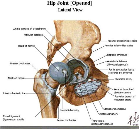 Hip Anatomy Pictures Hipjoint Posterior View Anatomy Of Hip